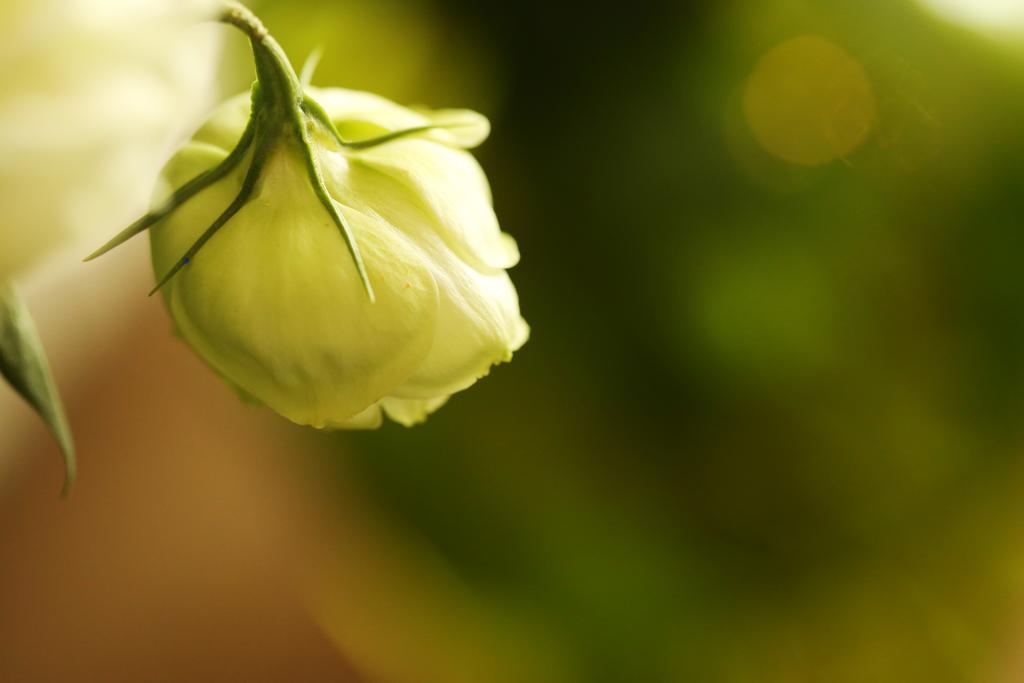 Blooming Lotus.Waterclouds.Hangzhou Exterior photo